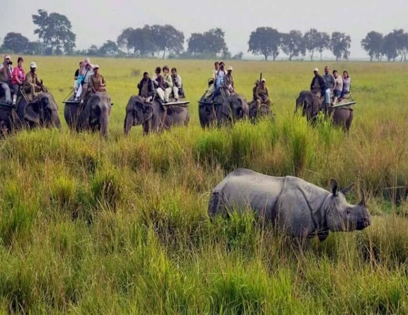 Assam wildlife Tour Package