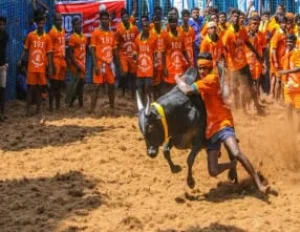 Jallikattu Bull Festival Tour