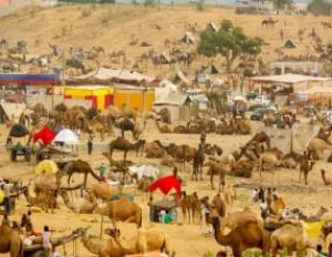 Pushkar Camel Fair Tour 2026