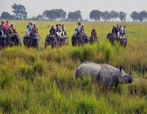 Assam wildlife Tour Package