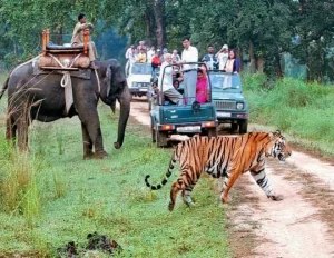 Delhi Jim Corbett Park Tour