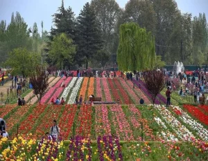 Kashmir Tulip Festival Tour Package