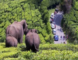 Kochi Munnar Thekkady Alleppey Tour