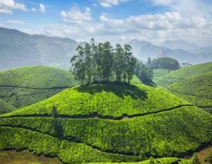 Kochi Munnar Thekkady Tour