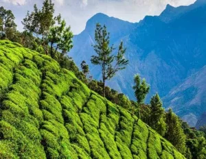 Really Spice Lands Tour of Kerala