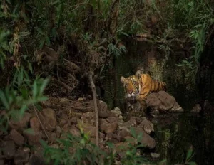 Wild Treasure Debrigarh Tour